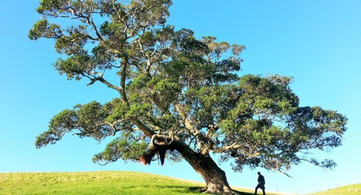 Twardość drewna kominkowego