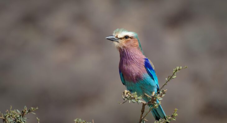 Jak prawidłowo używać serum Mustela do biustu? Sekrety składu i niezwykłe działanie, które zaskoczą!